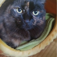 まん丸顔で、穏やかなサビちゃん