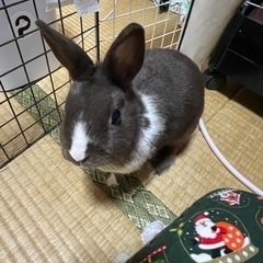 うさぎ