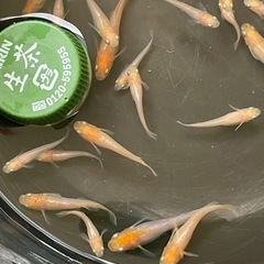 メダカ　プラチナ牡丹