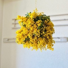 ミモザ　花の画像