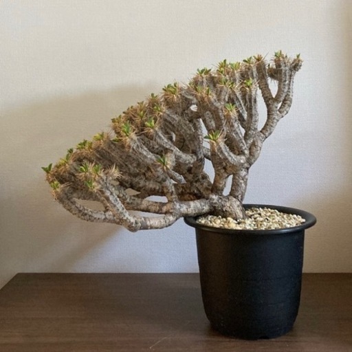 ギラウミニアナ　大株　現地球　コレクション株　発根済み