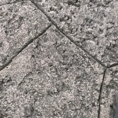 ムクナ豆　苗　1ポットの画像