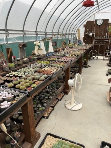 多肉植物をハウスにて販売しています。