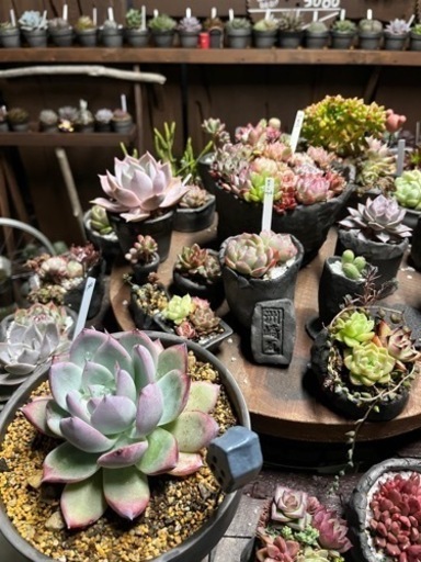 多肉植物をハウスにて販売しています。