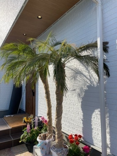 ヤシの木　フェニックス　2.5m 値下げ