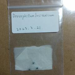 〆切4/2食虫植物ドロソフィルムルシタニクムの種子3粒