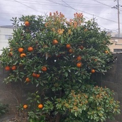 甘夏みかん　無農薬