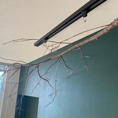 ハイノキ　枯れ木