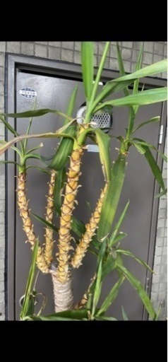 観葉植物　ユッカ？　大きめ