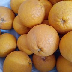 甘夏　夏みかん　酸味あり　そのままでも　絞ってジュースにも