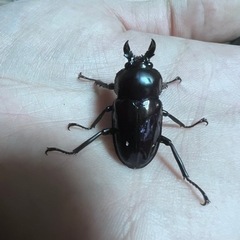 ニジイロクワガタ（王紫）