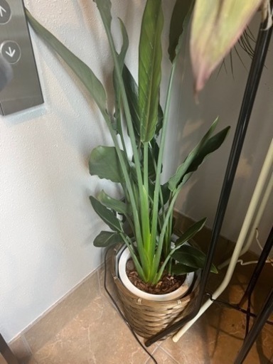 観葉植物