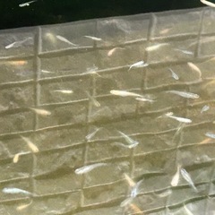 メダカ めだか ミックス の画像