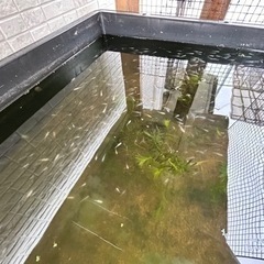 メダカ めだか ミックス の画像