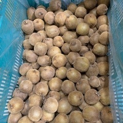 ☆★☆キウイフルーツ小粒〜2.3kg【未完熟･食べ頃混】④☆★☆の画像