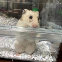 ゴールデンハムスター2匹