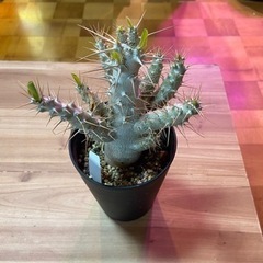 パキポディウム サンデルシー 白馬城 塊根植物