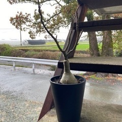 アデニウム 接木 塊根植物 観葉植物