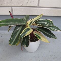 観葉植物♡カラテア♡ストロマンティ　トリオスター☆値下げ
