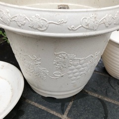 〔4/4まで〕鉢植えの画像