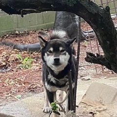 🐕ブリーダーからの保護犬🐕柴犬オス4〜5歳