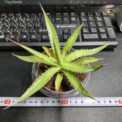 アガベ・ホリダ