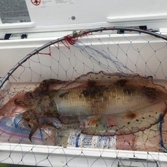 ボート釣り(海)の同乗者を募集します - 熊本市