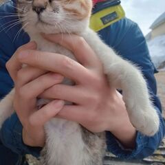 捨て猫です