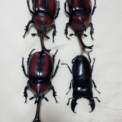 カブトムシ3匹とクワガタ1匹
