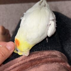 オカメインコ　老鳥なんですが