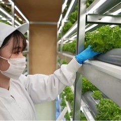 都市型農業での生産スタッフ
