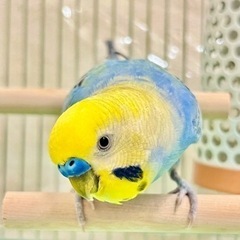 セキセイインコ♂