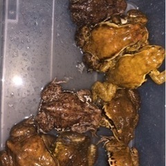 巨大アズマヒキガエルの画像