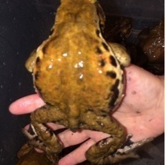 巨大アズマヒキガエル