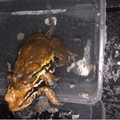 巨大アズマヒキガエルの画像