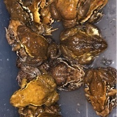 巨大アズマヒキガエルの画像