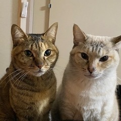 2匹ともかなり人懐っこい　キジトラ　グレーがかりの白　3歳