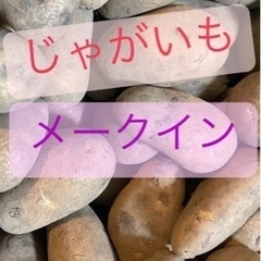 じゃがいも　ジャガイモ　