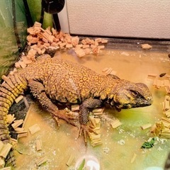 ゲイリートゲオアガマ♂