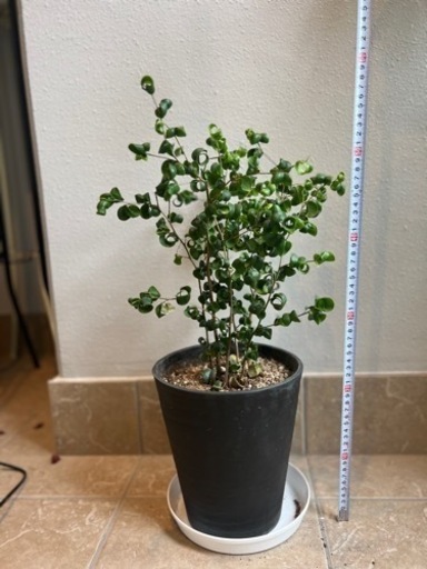 観葉植物1
