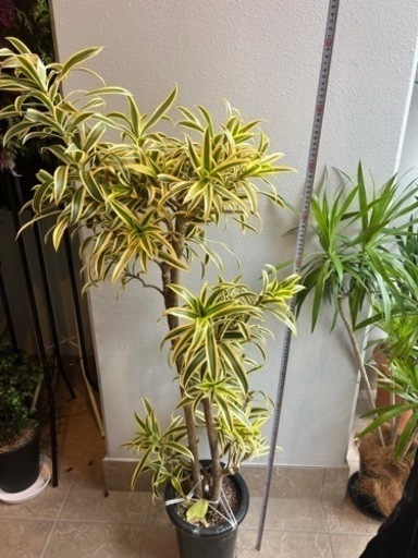 観葉植物2