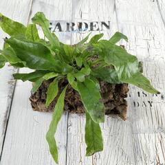 クロコダイルファーン コルク　観葉植物の画像