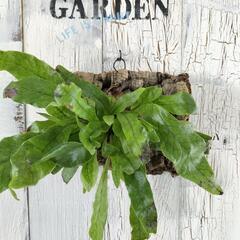 クロコダイルファーン コルク　観葉植物
