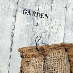 クロコダイルファーン コルク　観葉植物の画像