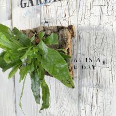 クロコダイルファーン コルク　観葉植物の画像