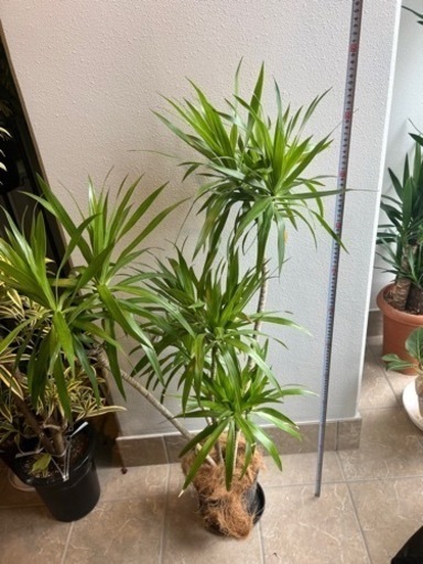 観葉植物3