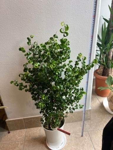 観葉植物4