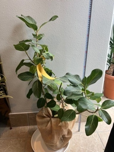 観葉植物5