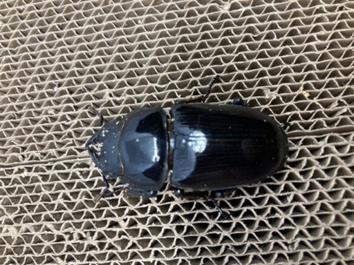 オオクワガタ81、50