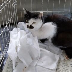 猫　行方不明　探しています - 助け合い